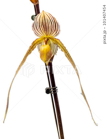 Flower colors are yellow, white and brown. An orchid of the genus Paphiopedilum. 101407454