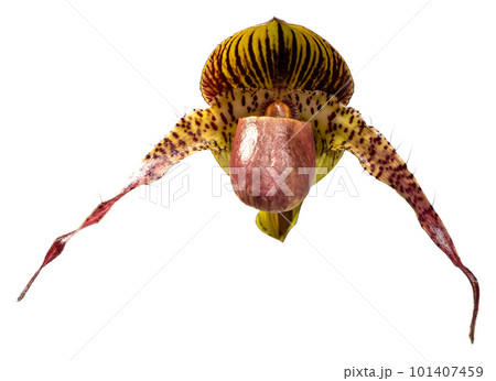 Flower colors are pink, yellow and brown. An orchid of the genus Paphiopedilum. Flower colors are pink, yellow and brown. An orchid of the genus Paphiopedilum. 101407459