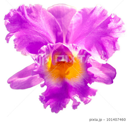 Flower colors are pink, yellow and purple. An orchid of the genus Cattleya. Flower colors are pink, yellow and purple. An orchid of the genus Cattleya. 101407460