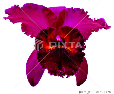 Flower colors are pink, yellow and purple. An orchid of the genus Cattleya. Flower colors are pink, yellow and purple. An orchid of the genus Cattleya. 101407470