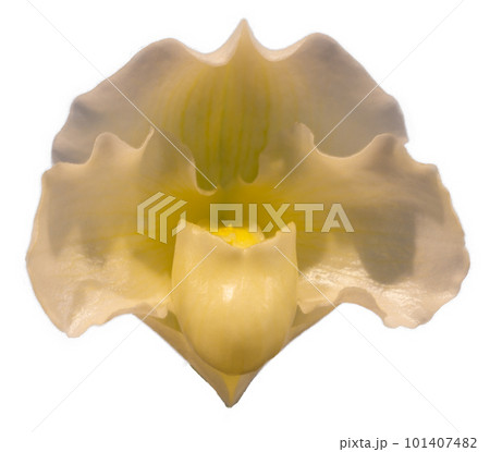 Flower colors are yellow and white. An orchid of the genus Paphiopedilum. Flower colors are yellow and white. An orchid of the genus Paphiopedilum. 101407482