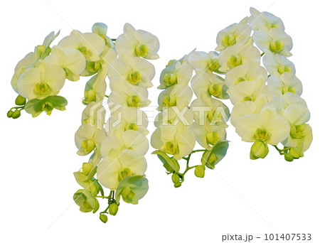 Flower colors are green, yellow and white. An orchid of the genus Phalaenopsis. 101407533