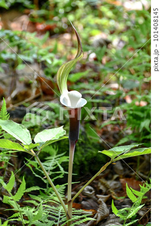 ユキモチソウ 101408145