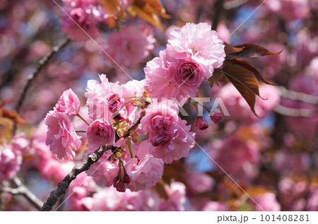 ピンク色の花 牡丹桜 ピンク色の花 牡丹桜 101408281