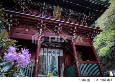 御岩神社の楼門とシャクナゲ 101408304
