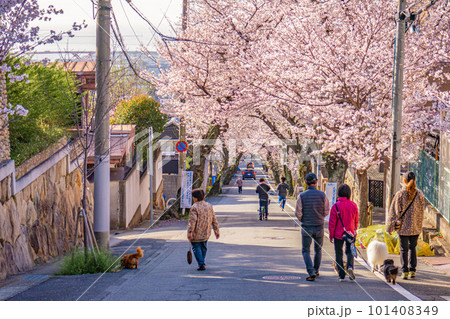 桜のトンネルを歩く 101408349