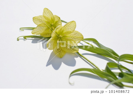 白バックにクリーム色のバイモユリの花 白バックにクリーム色のバイモユリの花 101408672