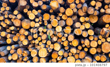 Logs as a background. Texture of natural wood. Natural texture. 101408797
