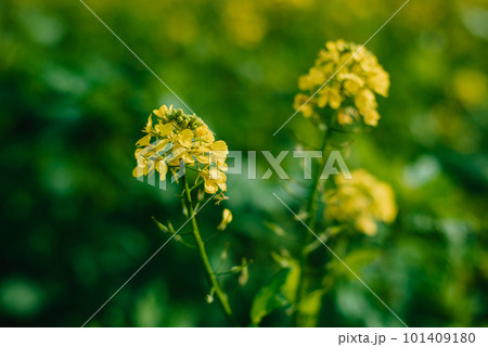 Yellow rapeseed field close up view. Yellow...の写真素材