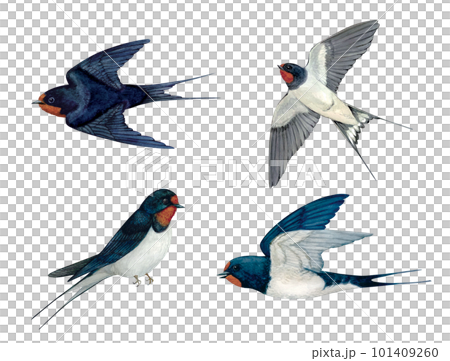 手繪水彩燕子 手繪水彩燕子 101409260