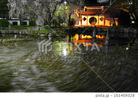 夜桜の岐阜公園の日中友好庭園の花筏 夜桜の岐阜公園の日中友好庭園の花筏 101409328