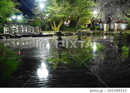 夜桜の岐阜公園の日中友好庭園の花筏 夜桜の岐阜公園の日中友好庭園の花筏 101409333