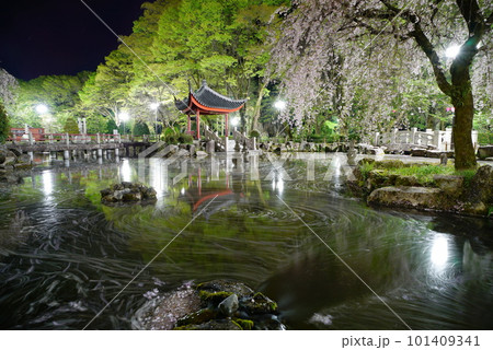 夜桜の岐阜公園の日中友好庭園の花筏 夜桜の岐阜公園の日中友好庭園の花筏 101409341