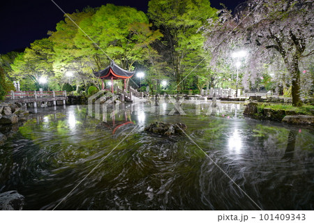 夜桜の岐阜公園の日中友好庭園の花筏 夜桜の岐阜公園の日中友好庭園の花筏 101409343