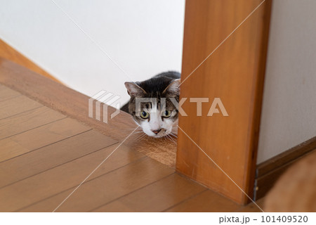 覗き込む猫 キジトラ猫 覗き込む猫 キジトラ猫 101409520