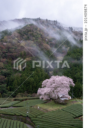 茶畑に咲く桜　静岡県 101409874