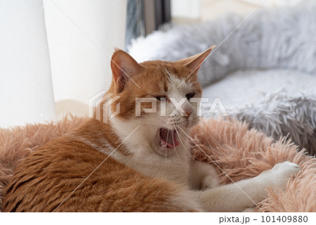 欠伸をする猫 茶トラ白 欠伸をする猫 茶トラ白 101409880