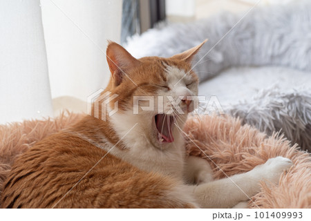 欠伸をする猫　茶トラ白 101409993