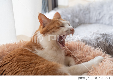 欠伸をする猫 茶トラ白 欠伸をする猫 茶トラ白 101409994