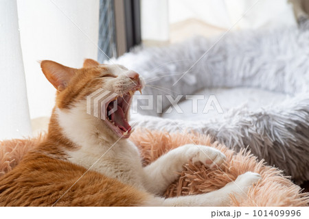 欠伸をする猫　茶トラ白 101409996