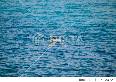 A lone man leisurely floating in the calm sea while snorkeling  101410072