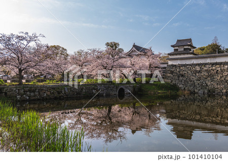 Fukuoka castle with cherry blossom in Fukuoka, Kyushu, Japan 101410104