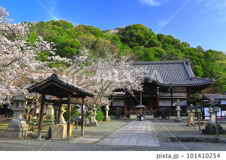 【和歌山県】桜が満開の根来寺(光明殿) 【和歌山県】桜が満開の根来寺(光明殿) 101410254