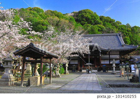 【和歌山県】桜が満開の根来寺（光明殿） 101410255