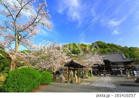 【和歌山県】桜が満開の根来寺（光明殿） 101410257