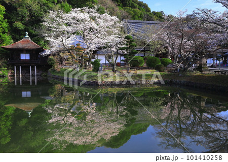 【和歌山県】桜が満開の根来寺（聖天池） 101410258
