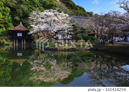 【和歌山県】桜が満開の根来寺（聖天池） 101410259