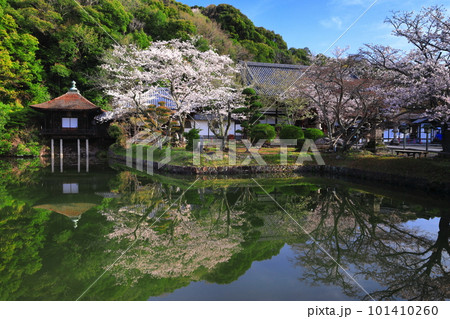 【和歌山県】桜が満開の根来寺（聖天池） 101410260