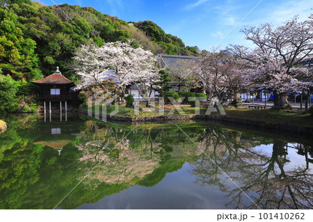 【和歌山県】桜が満開の根来寺（聖天池） 101410262