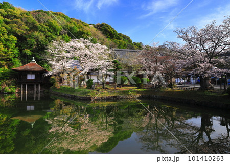 【和歌山県】桜が満開の根来寺（聖天池） 101410263