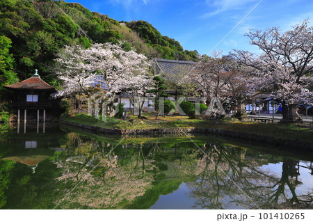【和歌山県】桜が満開の根来寺（聖天池） 101410265