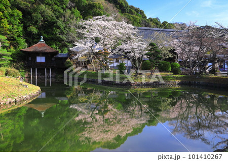 【和歌山県】桜が満開の根来寺（聖天池） 101410267