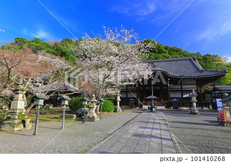【和歌山県】桜が満開の根来寺(光明殿) 【和歌山県】桜が満開の根来寺(光明殿) 101410268