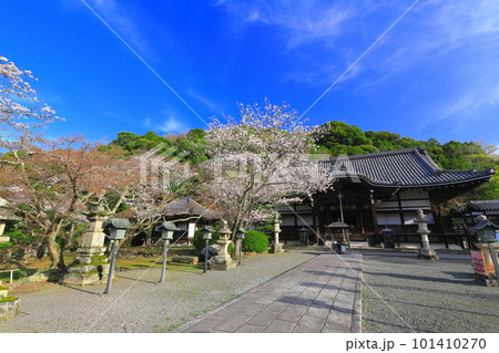 【和歌山県】桜が満開の根来寺（光明殿） 101410270