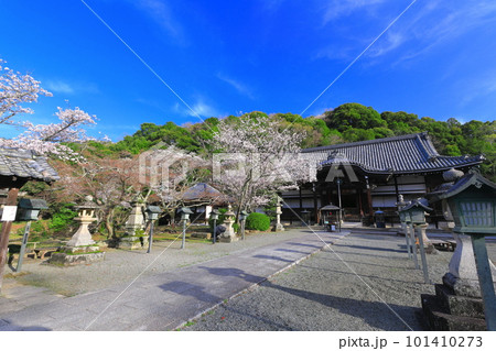 【和歌山県】桜が満開の根来寺（光明殿） 101410273
