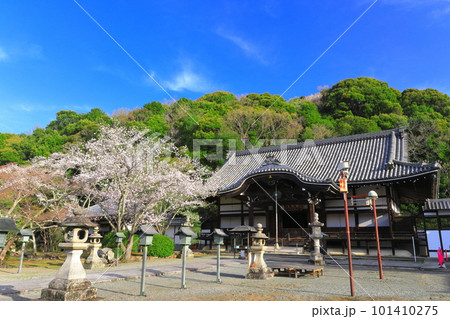 【和歌山県】桜が満開の根来寺（光明殿） 101410275