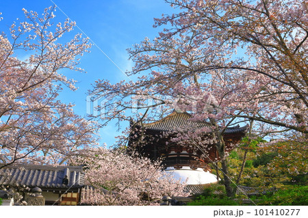 【和歌山県】桜が満開の根来寺大塔（多宝塔） 101410277