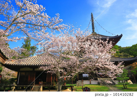 【和歌山県】桜が満開の根来寺大塔と大師堂 【和歌山県】桜が満開の根来寺大塔と大師堂 101410282