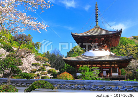 【和歌山県】桜が満開の根来寺大塔(多宝塔) 【和歌山県】桜が満開の根来寺大塔(多宝塔) 101410286