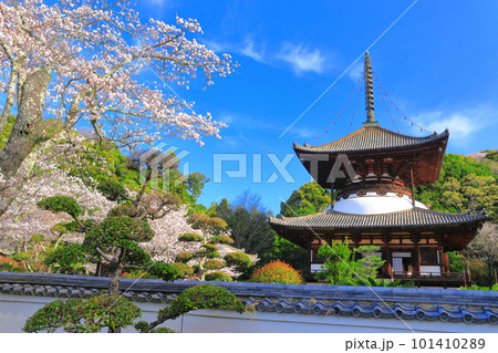 【和歌山県】桜が満開の根来寺大塔(多宝塔) 【和歌山県】桜が満開の根来寺大塔(多宝塔) 101410289