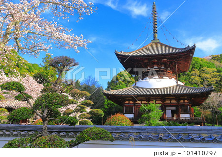【和歌山県】桜が満開の根来寺大塔(多宝塔) 【和歌山県】桜が満開の根来寺大塔(多宝塔) 101410297