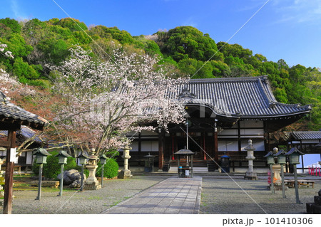 【和歌山県】桜が満開の根来寺（光明殿） 101410306