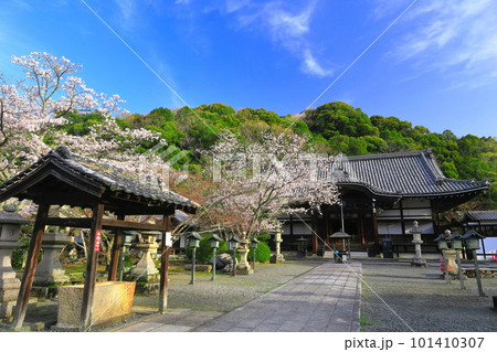 【和歌山県】桜が満開の根来寺（光明殿） 101410307