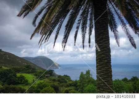 Palm tree, Ocean and cliffs in Galicia, Spain 101410333