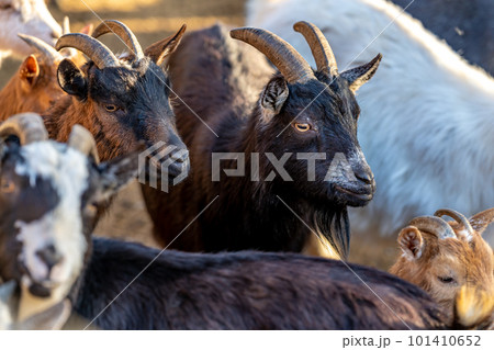 flock of sheep goats and rams 101410652
