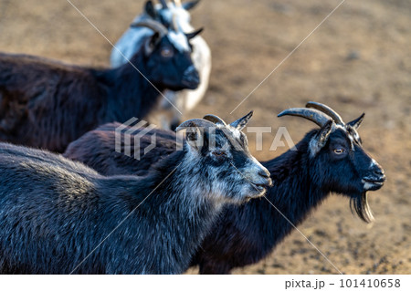 flock of sheep goats and rams 101410658